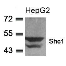 Western blot analysis of extracts from HepG2 cells using Shc1(Ab-349) Antibody.