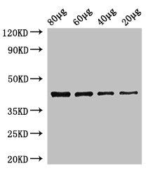 Western Blot Positive WB detected in: Zebrafish tissue 80ug, 60ug, 40ug, 20ug All lanes: egfra antibody at 3.5ug/ml Secondary Goat polyclonal to rabbit IgG at 1/50000 dilution Predicted band size: 43 kDa Observed band size: 43 kDa