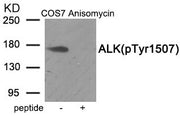 Western blot analysis of extracts from COS7 cells treated with Anisomycin using Phospho-ALK (Tyr1507) antibody.The lane on the right is treated with the antigen-specific peptide.