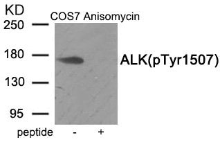 Western blot analysis of extracts from COS7 cells treated with Anisomycin using Phospho-ALK (Tyr1507) antibody.The lane on the right is treated with the antigen-specific peptide.