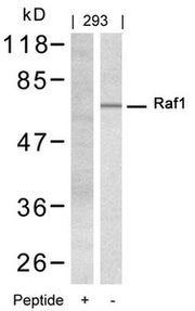 Western blot analysis of extracts from 293 cells using Raf1(Ab-338) Antibody and the same antibody preincubated with blocking peptide.