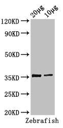 Western Blot Positive WB detected in: Zebrafish tissue 20µg, 10µg All lanes: tal1 antibody at 3µg/ml Secondary Goat polyclonal to rabbit IgG at 1/50000 dilution Predicted band size: 36, 23 kDa Observed band size: 36 kDa