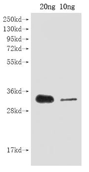 Western Blot Positive WB detected in Recombinant protein All lanes: cas9 antibody at 1:2000 Secondary Goat polyclonal to rabbit IgG at 1/50000 dilution Predicted band size: 30 kDa Observed band size: 30 kDa