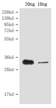 Western Blot Positive WB detected in Recombinant protein All lanes: cas9 antibody at 1:2000 Secondary Goat polyclonal to rabbit IgG at 1/50000 dilution Predicted band size: 30 kDa Observed band size: 30 kDa