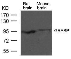 Western blot analysis of extracts from rat brain and mouse brain tissue using GRASP Antibody