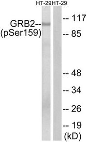 Western blot analysis of extracts from HT-29 cells treated with serum using GRB2 (Phospho-Ser159) Antibody.The lane on the right is treated with the antigen-specific peptide.