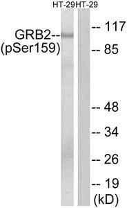 Western blot analysis of extracts from HT-29 cells treated with serum using GRB2 (Phospho-Ser159) Antibody.The lane on the right is treated with the antigen-specific peptide.