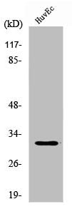 Western Blot analysis of HuvEc cells using DIO3 Polyclonal Antibody