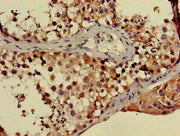 Immunohistochemistry of paraffin-embedded human testis tissue using CSB-PA21129A0Rb at dilution of 1:100