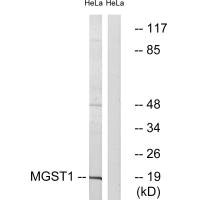 Western blot analysis of extracts from HeLa cells, using MGST1 antibody.