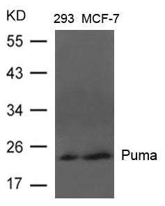 Western blot analysis of extracts from 293 and MCF-7 cells using Puma Antibody.