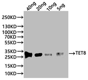 Western Blot Positive WB detected in: recombinant protein All lanes:TET8 Antibody at 1:1000 Secondary Goat polyclonal to rabbit IgG at 1/20000 dilution Predicted band size: 22.5 kDa Observed band size: 27 kDa