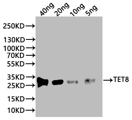 Western Blot Positive WB detected in: recombinant protein All lanes:TET8 Antibody at 1:1000 Secondary Goat polyclonal to rabbit IgG at 1/20000 dilution Predicted band size: 22.5 kDa Observed band size: 27 kDa