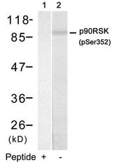 Western blot analysis of extracts from HUVEC cells using p90RSK(Phospho-Ser352) Antibody(Lane 2) and the same antibody preincubated with blocking peptide(Lane1).