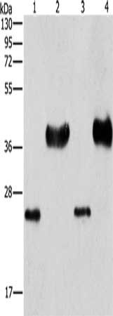 Gel: 10%SDS-PAGE, Lysate: 40 ug, Lane 1-4: Mouse liver tissue, k562 cells, hela cells, 293T cells, Primary antibody: CSB-PA212497(LIN28B Antibody) at dilution 1/550, Secondary antibody: Goat anti rabbit IgG at 1/8000 dilution, Exposure time: 1 minute
