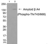 Western blot analysis of extracts from cos-7 cells (Lane 2), using Amyloid β A4 (Phospho-Thr743/668) Antibody. The lane on the left is treated with antigen-specific peptide.