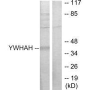 Western blot analysis of extracts from Jurkat cells, using 14-3-3 η antibody.