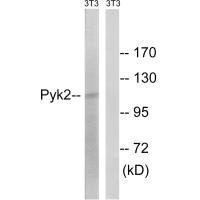 Western blot analysis of extracts from 3T3 cells, using PYK2 (Ab-579) antibody.