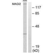 Western blot analysis of extracts from HT-29 cells, using MAGI2 antibody.