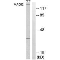 Western blot analysis of extracts from HT-29 cells, using MAGI2 antibody.