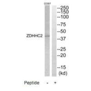 Western blot analysis of extracts from COS7 cells, using ZDHHC2 antibody.