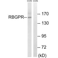 Western blot analysis of extracts from COS cells, using RAB3GAP2 antibody.