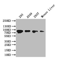 Western Blot Positive WB detected in: 293 whole cell lysate, A549 whole cell lysate, 293T whole cell lysate, Mouse Liver tissue lysate All lanes: PROX1 antibody at 1:1000 Secondary Goat polyclonal to rabbit IgG at 1/50000 dilution Predicted band s...