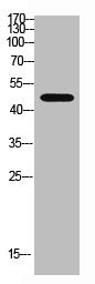 Western blot analysis of Hela Cell Lysate using antibody. Secondary antibody was diluted at 1:20000