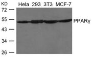 Western blot analysis of extracts from Hela, 293, 3T3 and MCF-7 cells using PPARg Antibody.