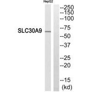Western blot analysis of extracts from HepG2 cells, using SLC30A9 antibody.