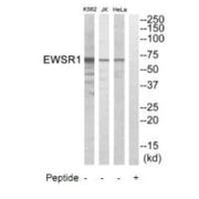 Western blot analysis of extracts from HeLa cells, Jurkat cells and K562 cells, using EWSR1 antibody.