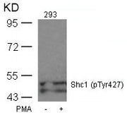 Western blot analysis of extracts from 293 cells untreated or treated with PMA using Shc1(Phospho-Tyr427) Antibody.