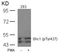 Western blot analysis of extracts from 293 cells untreated or treated with PMA using Shc1(Phospho-Tyr427) Antibody.