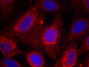 Immunofluorescence staining of methanol-fixed Hela cells using TrkA(Ab-791) Antibody.