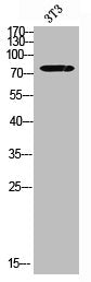 Western blot analysis of 3T3 using Galactosidase β antibody.. Secondary antibody was diluted at 1:20000