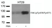 Western blot analysis of extracts from HT29 cells untreated or treated with PMA using FAK(phospho-Tyr576/Tyr577) Antibody.