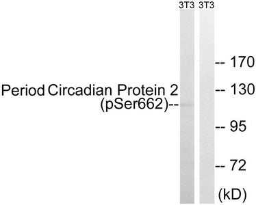 Western blot analysis of extracts from 3T3 cells, treated with PMA (125ng/ml, 30mins), using Period Circadian Protein 2 (Phospho-Ser662) antibody. The lane on the right is treated with the synthesized peptide.