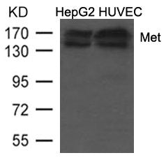 Western blot analysis of extracts from HepG2 and HUVEC cells using Met (Ab-1234/1235) Antibody.
