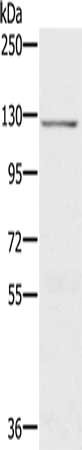 Gel: 6%SDS-PAGE, Lysate: 40 ug, Lane: 231 cells, Primary antibody: CSB-PA219157(CDH4 Antibody) at dilution 1/200, Secondary antibody: Goat anti rabbit IgG at 1/8000 dilution, Exposure time: 1 minute