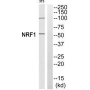 Western blot analysis of extracts from 3T3 cells, using NRF1 antibody.