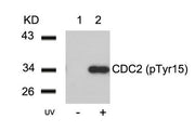 Western blot analysis of extracts from Hela cells untreated(lane 1) or treated with UV(lane 2) using CDC2(Phospho-Tyr15) Antibody.