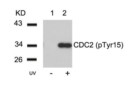Western blot analysis of extracts from Hela cells untreated(lane 1) or treated with UV(lane 2) using CDC2(Phospho-Tyr15) Antibody.