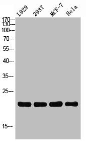 Western blot analysis of L929 293T MCF7 HELA using CD269 antibody. Antibody was diluted at 1:2000. Secondary antibody was diluted at 1:20000