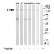 Western blot analysis of extracts from A549 cells, Jurkat cells, HeLa cells, HepG2 cells, COLO205 cells and HuvEc cells, using LIPB1 antibody.