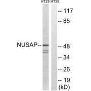Western blot analysis of extracts from HT-29 cells, using NUSAP1 antibody.