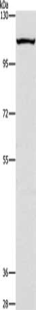 Gel: 10%SDS-PAGE, Lysate: 40 ug, Lane: K562 cells, Primary antibody: CSB-PA223919(CAPRIN1 Antibody) at dilution 1/200, Secondary antibody: Goat anti rabbit IgG at 1/8000 dilution, Exposure time: 40 seconds