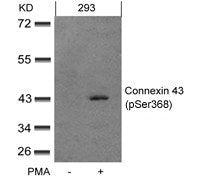 Western blot analysis of extracts from 293 cells untreated or treated with PMA using Connexin 43(phospho-Ser368) Antibody.