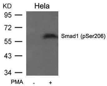 Western blot analysis of extracts from Hela cells untreated or treated with PMA using Smad1(Phospho-Ser206) Antibody .