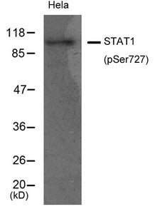 Western blot analysis of extracts from Hela cells using STAT1(Phospho-Ser727) Antibody.