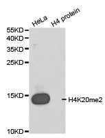 Western blot analysis of extracts of HeLa cell line and H4 protein expressed in E.coli., using H4K20me2 antibody.